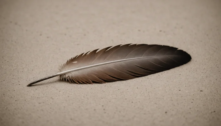 plume de buse signification